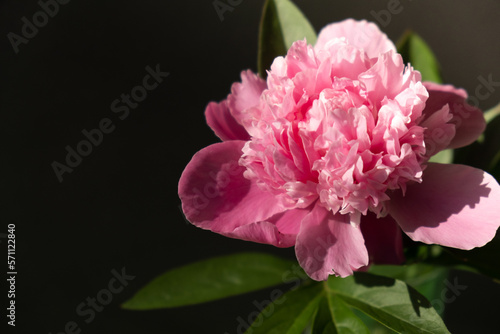 Beautiful peony flower on pink color close up. Fresh cut flowers green leaf for decoration home. Delivery flower