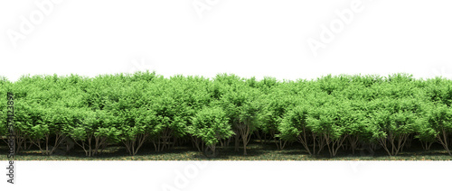 forest line, trees in the forest with grass and fallen leaves, isolated on white background, 3D illustration, cg render © vadim_fl