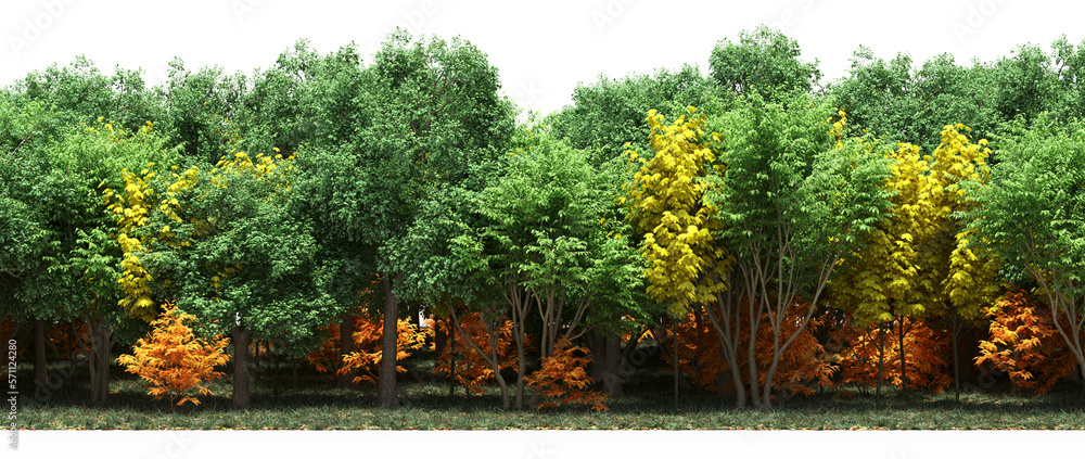 forest line, trees in the forest with grass and fallen leaves, isolated on white background, 3D illustration, cg render forest line, trees in the forest with grass and fallen leaves, isolated on white background, 3D illustration, cg render