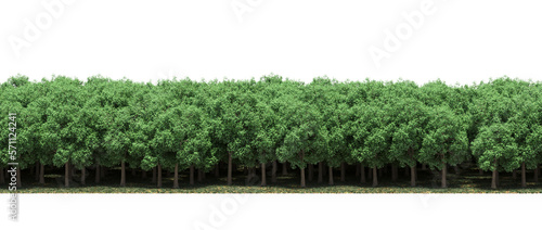 forest line, trees in the forest with grass and fallen leaves, isolated on white background, 3D illustration, cg render