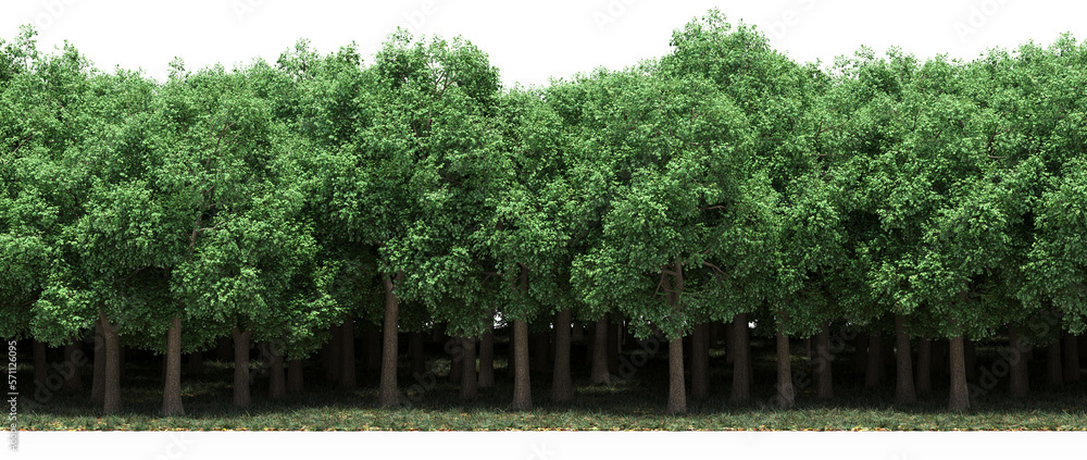 Fototapeta premium forest line, trees in the forest with grass and fallen leaves, isolated on transparent background, 3D illustration, cg render