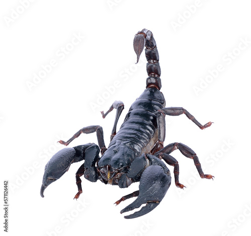 scorpion on transparent png photo