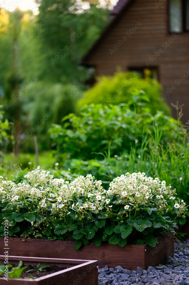 Strawberries blooming in rustic garden beds with wooden cottage house on background. Organic vegetable garden, country living concept. Strawberries blooming in rustic garden beds with wooden cottage house on background. Organic vegetable garden, country living concept.