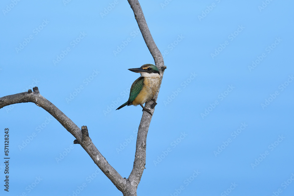 Australian immature Sacred Kingfisher perched tree branch blue tidal river overcast light Australian immature Sacred Kingfisher perched tree branch blue tidal river overcast light