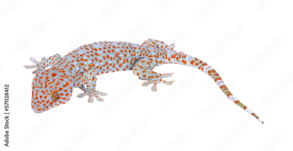 Naklejka premium gecko on transparent png