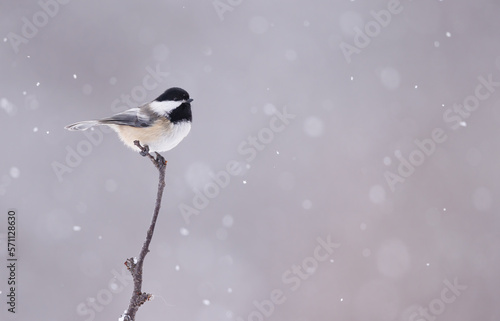 A black cappped chickadee sitting atop a small tree whilte it is snowing photo
