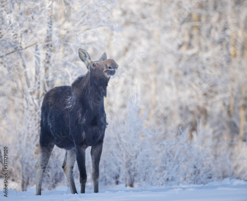 A moose in the golden light of morning on a cold winter day sniffing the air