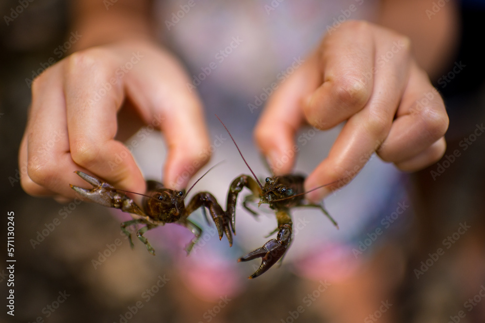 Obraz premium Clawfish hunt at Chestnut Ridge, NY