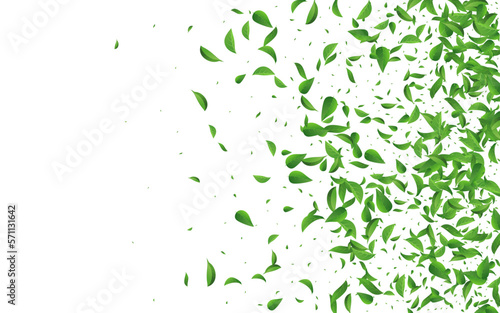 Forest Leaves Tree Vector White Background