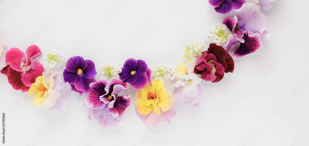 白背景に2色咲きパンジーとビオラの花びら、春の花の背景、ガーデニング	