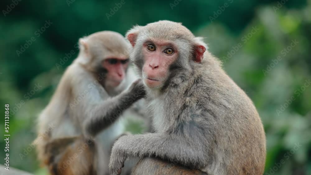 Furry Rhesus macaque staring straight at camera as it's being groomed Furry Rhesus macaque staring straight at camera as it's being groomed