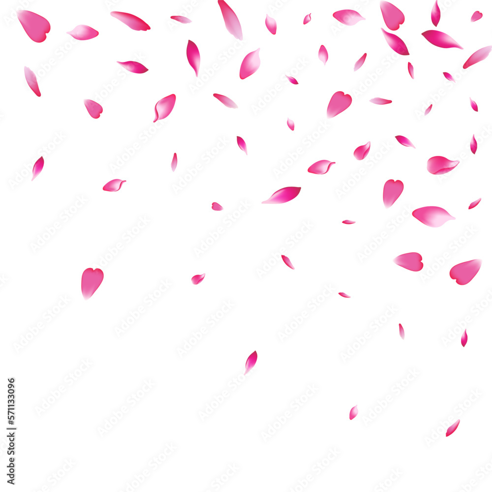 White Rose Petal Vector White Background. Color