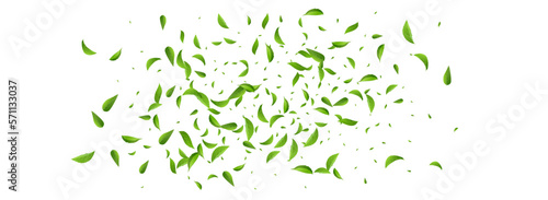 Olive Leaves Fly Vector Panoramic White