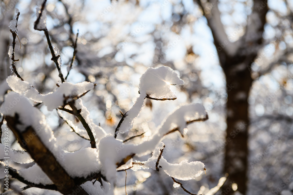 Tree branches covered with snow against the backdrop of the sun