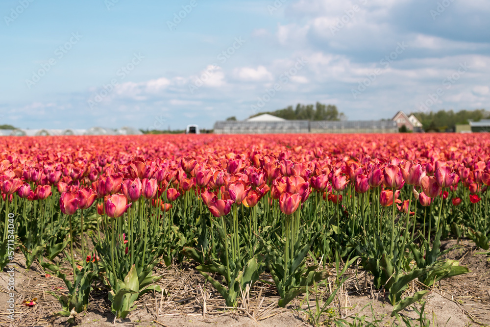 Tulip Fields in the Spring Tulip Fields in the Spring