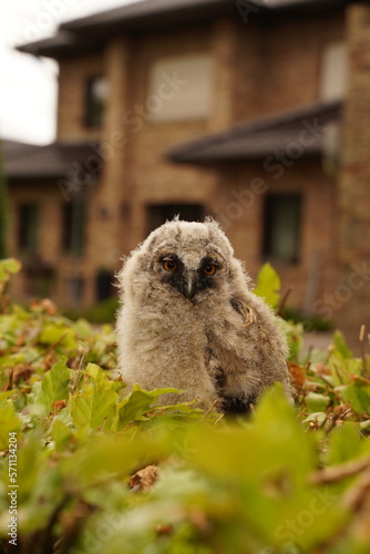 Tawny Owl Strix aluco Chick or Owlet sleeping on a garden spade handle. Selective focus photo