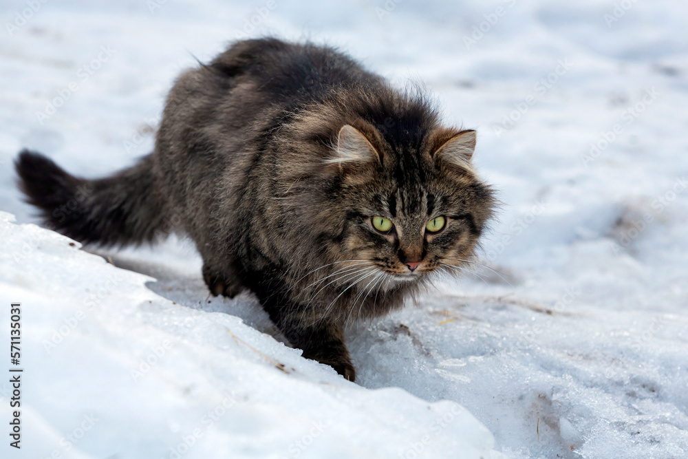 Close-up of a fluffy tabby cat on a background of snow.