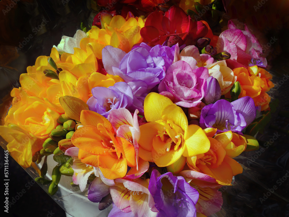 Fresh bouquet of freesias from family Iridaceae, different colors wrapped in transparent plastic sheet, in a bucket, dark background, awaiting for sale