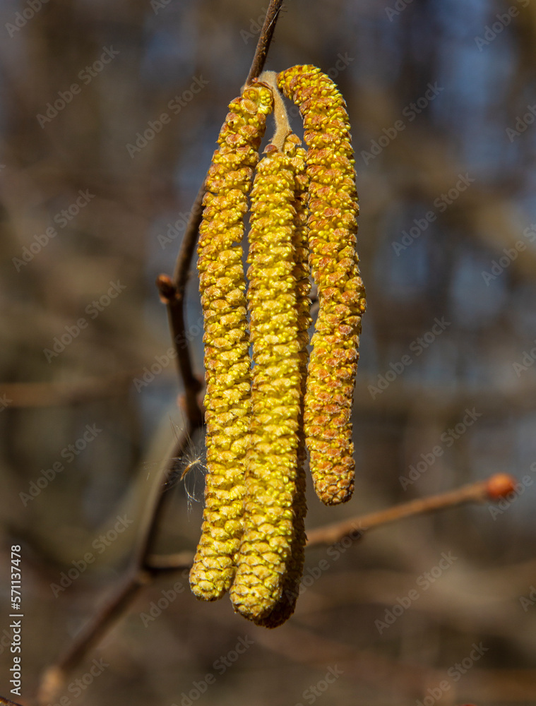 Flowering hazelnut (hazel) (Corylus L.).
During flowering, hazel catkins contain a large amount of pollen.
Flowering hazelnut (hazel) (Corylus L.).
During flowering, hazel catkins contain a large amount of pollen.