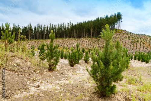 Young pine trees growing in a pine forest on the North Island of New Zealand. 