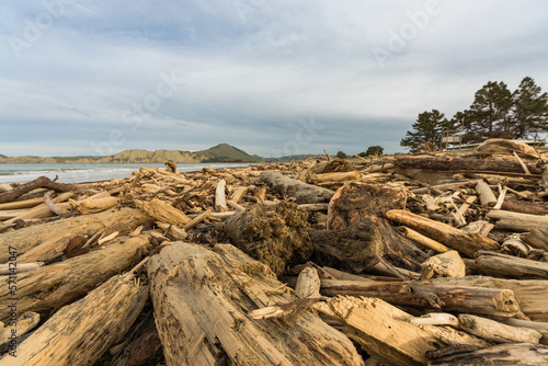 Forestry slash on Tolaga Bay beach, NZ following a storm that washed the slash off the surrounding hills and into the rivers which discharge into the ocean.
 
