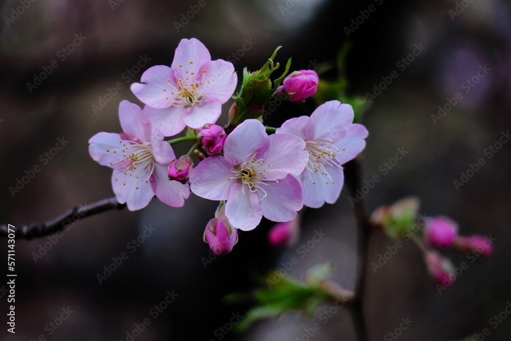 Obraz premium 鮮やかなピンク色に咲く