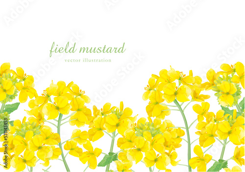 リアルタッチの菜の花の背景フレーム