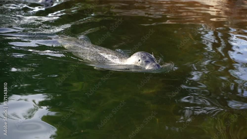 Fur seal. The fur seal swims in the pool. Fur seal. The fur seal swims in the pool.