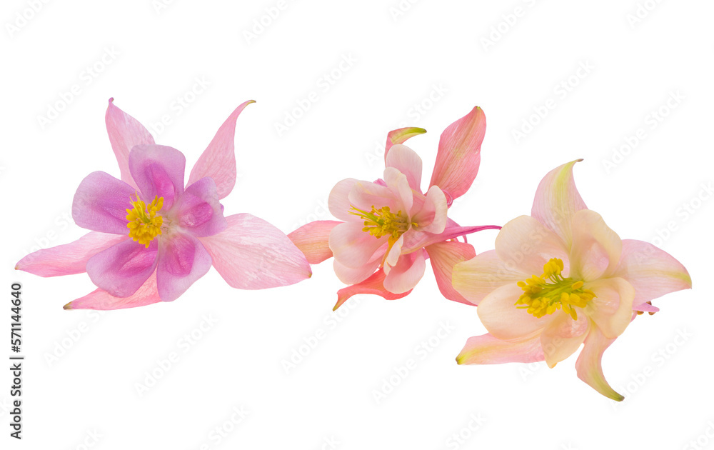 aquilegia isolated aquilegia isolated