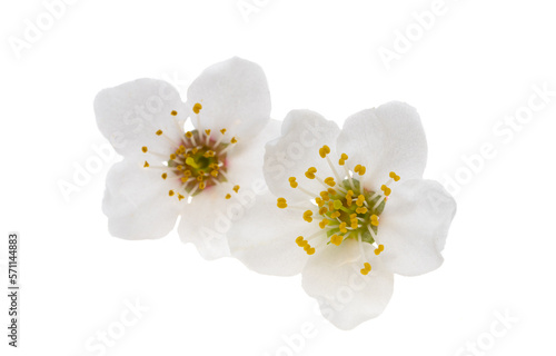 cherry flower isolated