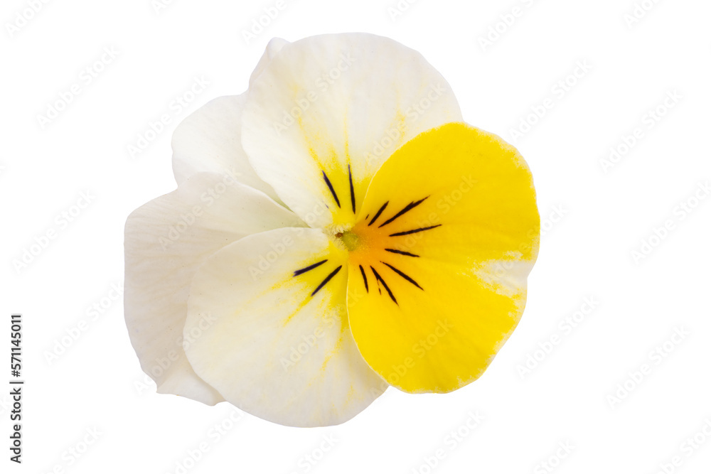 violet flower isolated violet flower isolated