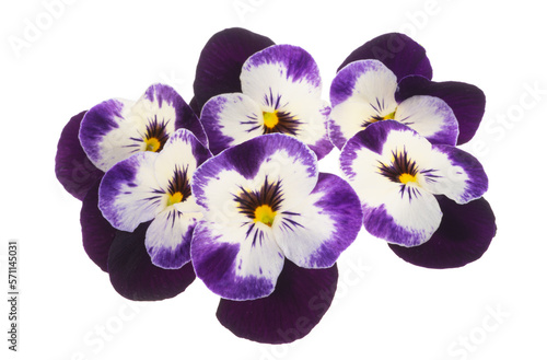 violet flower isolated