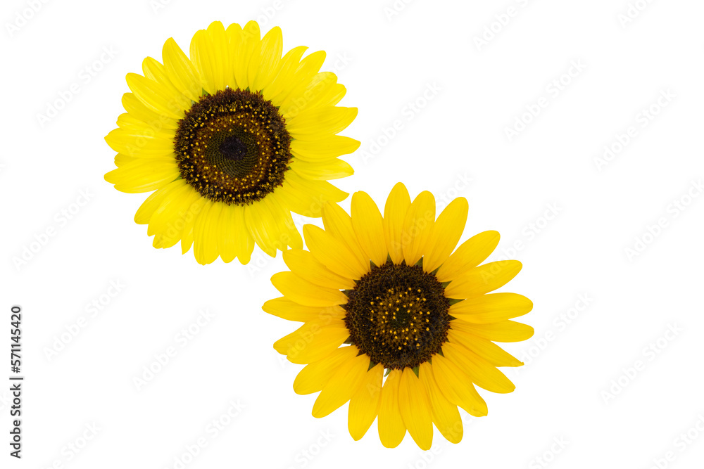 Obraz premium sunflower flowers isolated