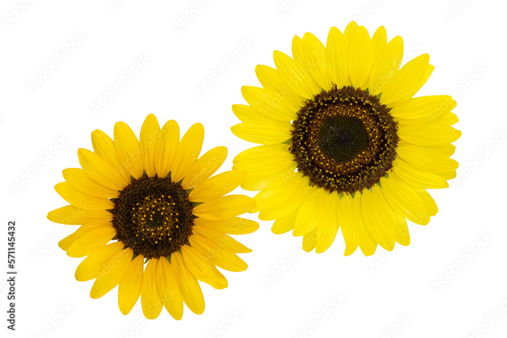 sunflower flowers isolated sunflower flowers isolated