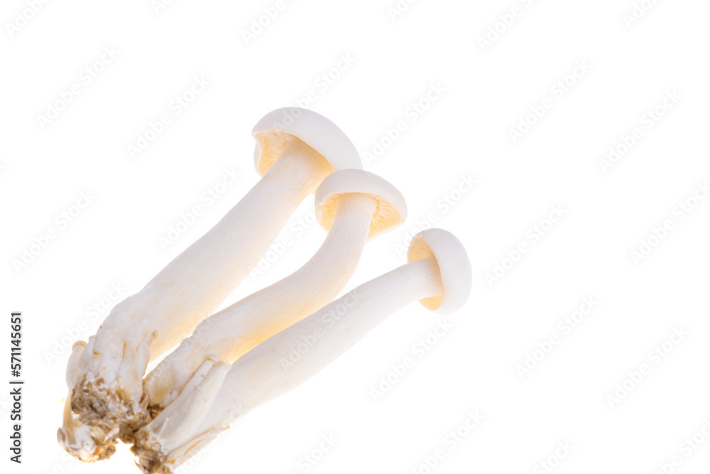 Fototapeta premium Enoki mushroom isolated