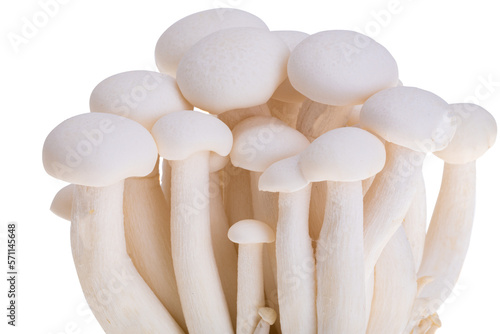 Enoki mushroom isolated