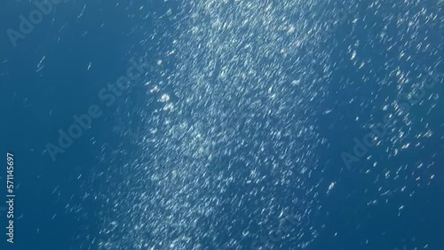 Underwater bubbles in ocean water are fascinating phenomenon. Bubbles can form in deeper water, where pressure is greater and gases come out of solution more easily. photo