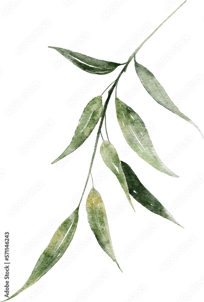 Eucalyptus leaf watercolor hand drawn