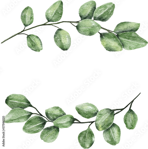 Eucalyptus leaf watercolor hand drawn