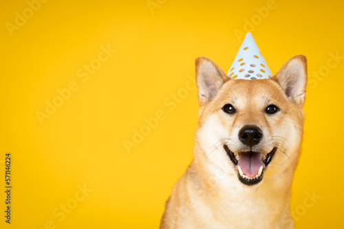 Photographie Concept of dog birthday celebrating with cute dog