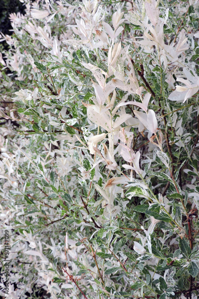 A close-up of Hakuro Nishiki willow leaves mottled with patches of white and pale pink A close-up of Hakuro Nishiki willow leaves mottled with patches of white and pale pink