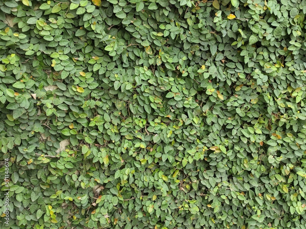 Creep dollar (Ficus Pumila) is a species of vines belonging to the genus ficus. Creep dollar (Ficus Pumila) is a species of vines belonging to the genus ficus.