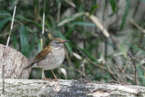 pale thrush in a forest