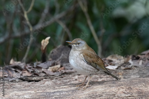pale thrush in a forest