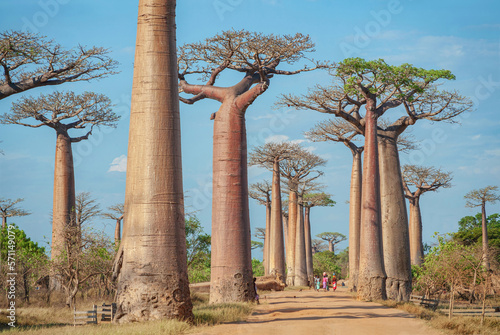 Slika na platnu Alley of baobabs against the blue sky