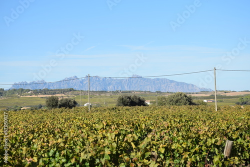 Campos de viñedos.