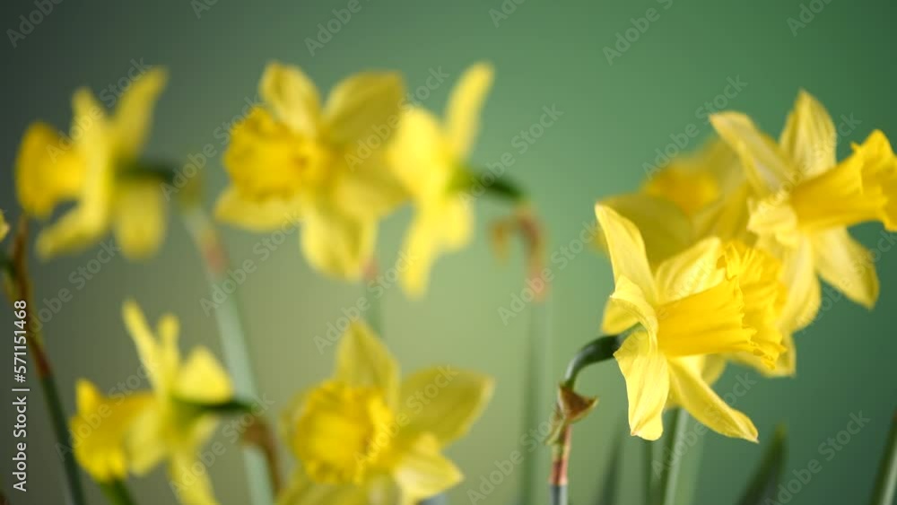 Daffodils Narcissus spring flowers. Bunch of Easter Yellow Daffodil over green background, nature backdrop, close up Daffodils Narcissus spring flowers. Bunch of Easter Yellow Daffodil over green background, nature backdrop, close up