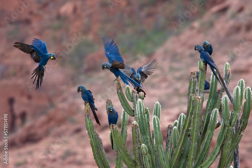A group of Indigo Macaws or Lear's Macaws