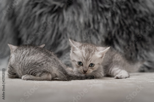 Cute gray and white kittens