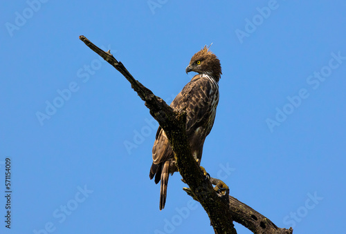 Crested Hawk Eagle 